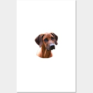 Rhodesian Ridgeback The Lion Hunting Dog Posters and Art